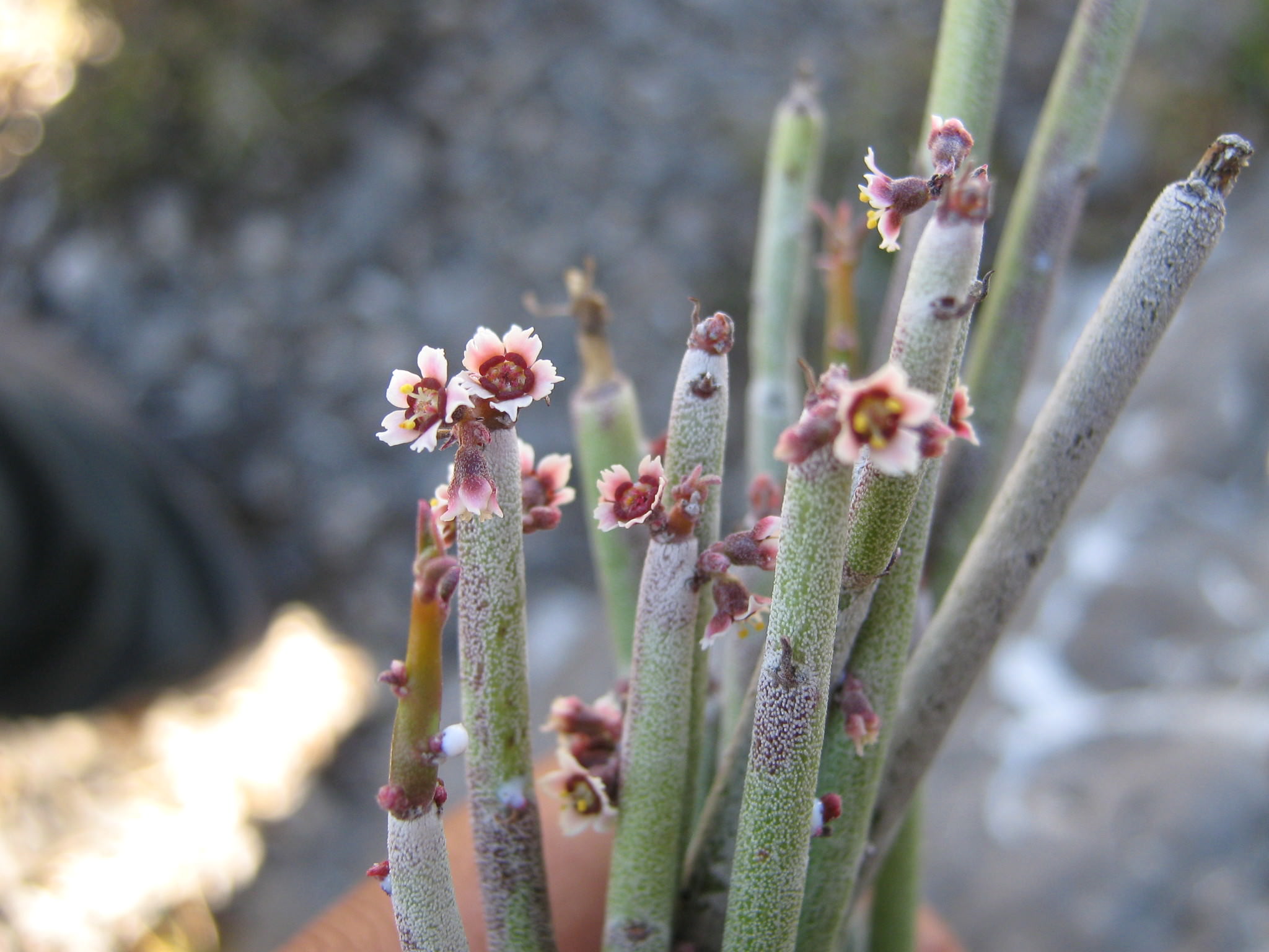 Euphorbia antisyphilitica